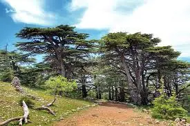 Beiteddine, Deir el Qamar and Cedars transportation and departure