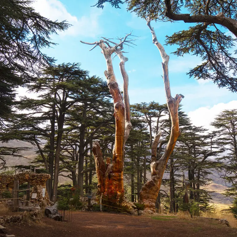 Qadisha Valley, Cedars of God