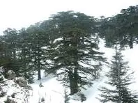 Qadisha Valley, Cedars of God cultural attraction